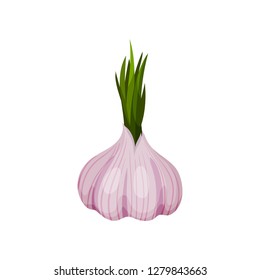 Sprouted head of garlic with green leaves. Natural condiment for food. Cooking ingredient. Detailed flat vector icon