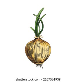 Sprouted onion bulb with green shoots colorful hand drawn sketch or engraving style vector illustration isolated on white background. Onion plant vintage style.