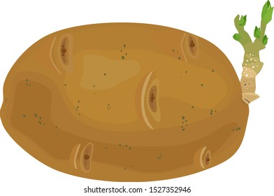 Sprouted potato tuber isolated on white background
