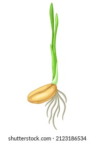 Sprouted seed for sowing. Agricultural planting illustration.
