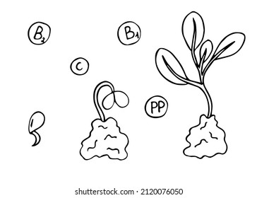 Sprouted seed, sprout, cabbage seedlings and many benefits in vitamins vector doodle illustration set. Hand drawn microgreens. Healthy food. Detailed organic product sketch. Great for label, sign