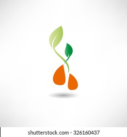 Sprouted seeds icon