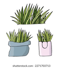 Sprouted wheat grass. Grass in a bag. Spring grass. Vector illustration.