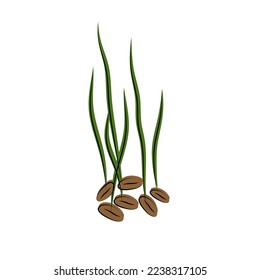 Sprouted wheat seeds. Germinated wheat icon sign. Plant illustration