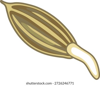 Semilla de zanahoria germinada aislada sobre fondo blanco.