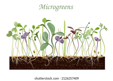 Sprouting microgreens in ground, vector illustration.