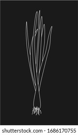 Sprouting onion isolated on black background. Lined vector illustration.