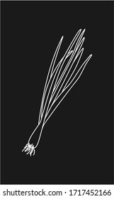 Cebolla que brota aislada sobre fondo negro. Ilustración vectorial conectada.