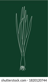 Cebolla que brota aislada en un fondo verde. Ilustración vectorial lineal