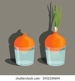 Sprouting onions in glass of water at home. Vector illustration.