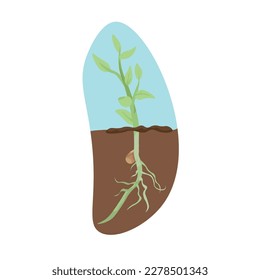 Sprouting plant in soil on white background