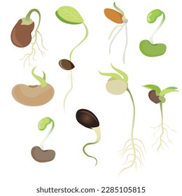 Sprouting seed vector set. Seeds with root sprouting. Sprouts flat vector isolated on white background. Cartoon illustration. Sprouted seeds colection. 