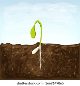 sprouting seed of vegetable. sprout in soil with seed and underground roots system. young green shoot vector illustration. spring seedling growth. Symbol of development. eco gardening or farming.