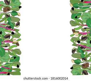Sprouts. Diet and vitamins. Color image of micro greenery on a white background. There is a place for text. Design element. Vector illustration.