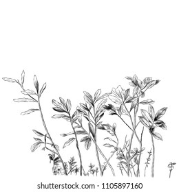 sprouts of grass and branches with leaves, sketch vector graphics monochrome illustration