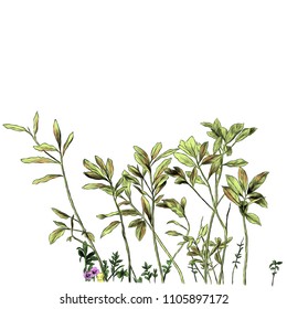 sprouts of grass and branches with leaves, sketch vector graphics color illustration