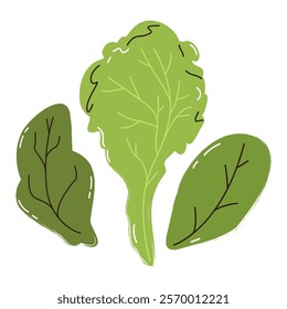 Sprouts of greens and lettuce leaves, oregano, basil, spinach, organic vegetarian. Farm market vegetable product. Salad ingredient. Botanical picture. Modern poster with hand drawn design