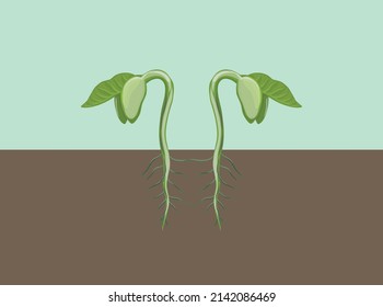 Sprossen, handgezeichnet, grüner Kohl
