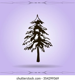 spruce