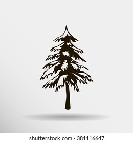 spruce