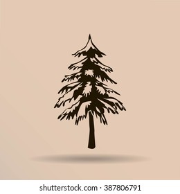 spruce