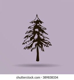 spruce