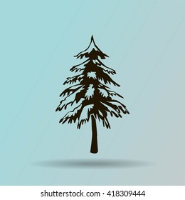 spruce