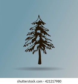 spruce