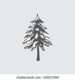 spruce