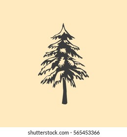 spruce