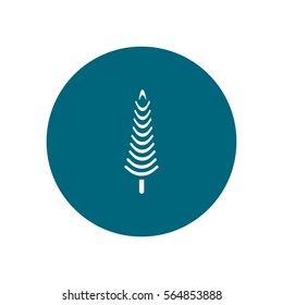 spruce, abstraction