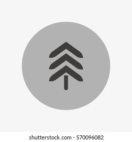 spruce, abstraction