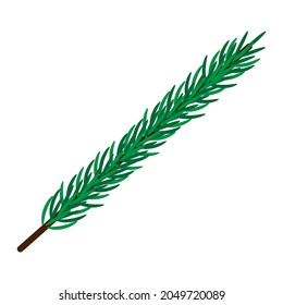 Spruce branch. Christmas pine tree. Decor.