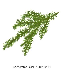 Spruce branch, Christmas tree branch, pine branch, coniferous needles