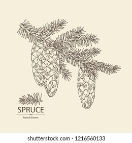 Spruce: branch of spruce with cone. Cosmetics and medical plant. Vector hand drawn illustration.