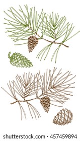 Spruce branch with cones hand drawing, sketch, pine branch, pine tree, needles, vector illustration.
