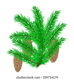 spruce branch with cones isolated, background, winter