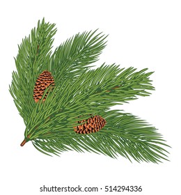 Spruce branch with cones. Vector illustration, isolated on white background. Suitable for creating Christmas cards, New Year presentations, banners.