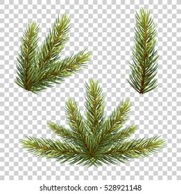 Spruce branch with cones. Vector illustration, isolated on transparent background. Suitable for creating Christmas cards, New Year. vector