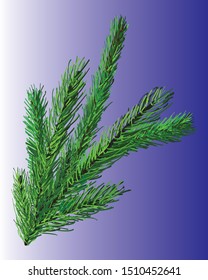  spruce branch to decorate the new year