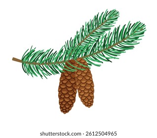 Spruce branch with fir cones vector illustration original artwork