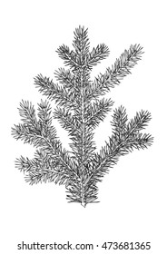 Spruce branch. Hand drawing. Botanical illustration of fir. 