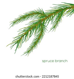 Spruce branch illustration. Spruce branch  isolated on white background. vector illustration