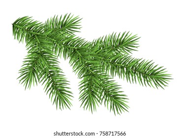 117,554 Pine tree branch Stock Vectors, Images & Vector Art | Shutterstock
