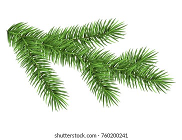 Zweig einzeln auf weißem Hintergrund. Grüne Tanne. Realistischer Weihnachtsbaum. Vektorgrafik.