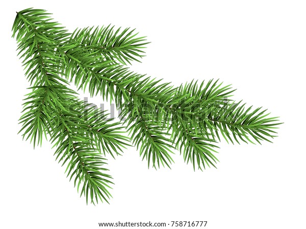 白い背景にスプルースの枝 緑のモミ リアリスティックなクリスマスツリー クリスマスカードのベクターイラスト 新年会のポスター のベクター画像素材 ロイヤリティフリー