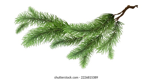 Spruce branch, isolated realistic decorative tree, Merry Christmas decor, pine illustration, fir tree design.