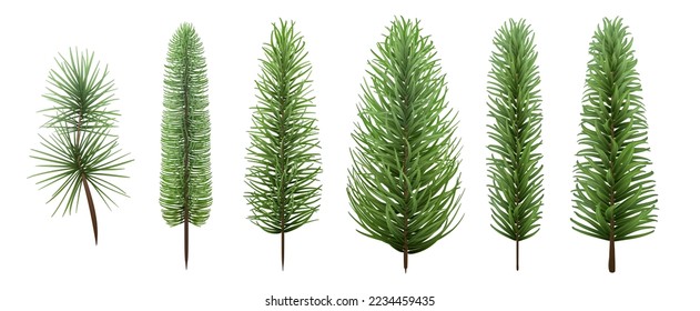 Spruce branch, isolated realistic decorative tree, Merry Christmas decor, pine illustration, fir tree design.