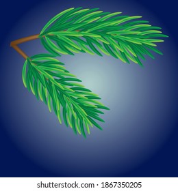 Spruce branch on a blue background. Vector illustration of a green spruce branch