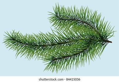 Spruce branch. On a blue background